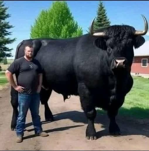 Farmer Spends $6,500 on Black Angus
