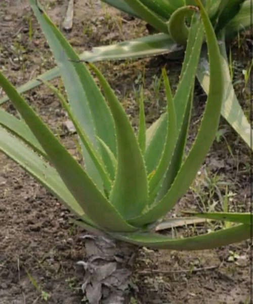 Just a piece of aloe vera and you will no longer