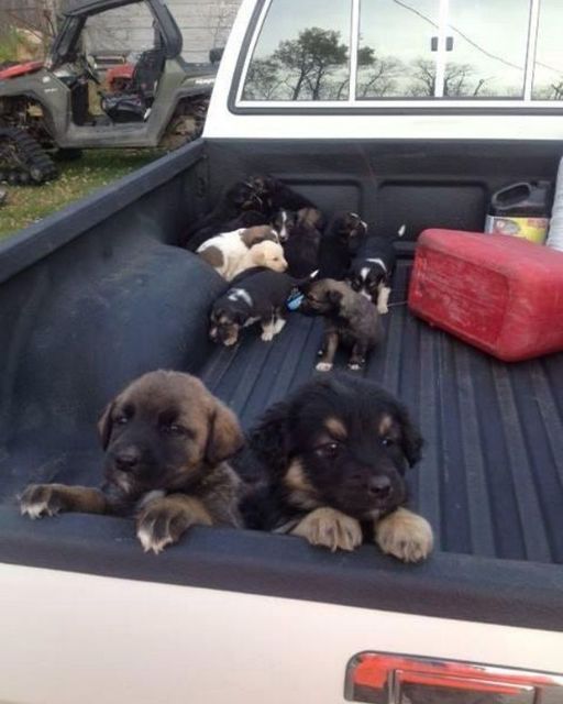 I ended up with a truck full of puppies