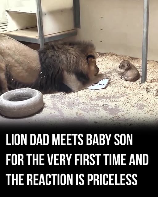 Lion dad meets baby son for the very first