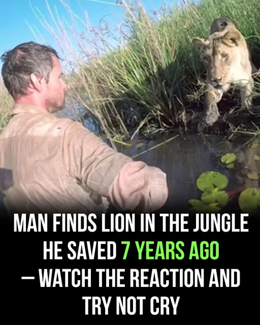 7 years after saving lion’s life, man meets