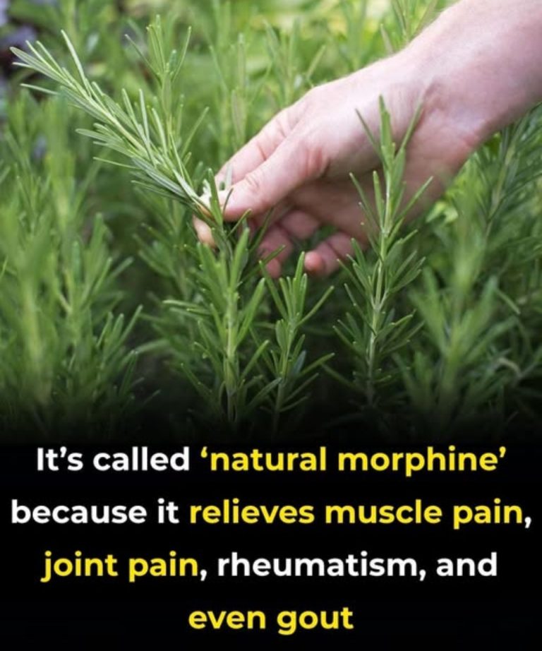 The Benefits of Rosemary for Older Adults