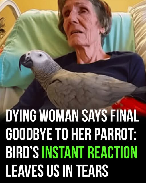 Dying woman says final goodbye to her parrot