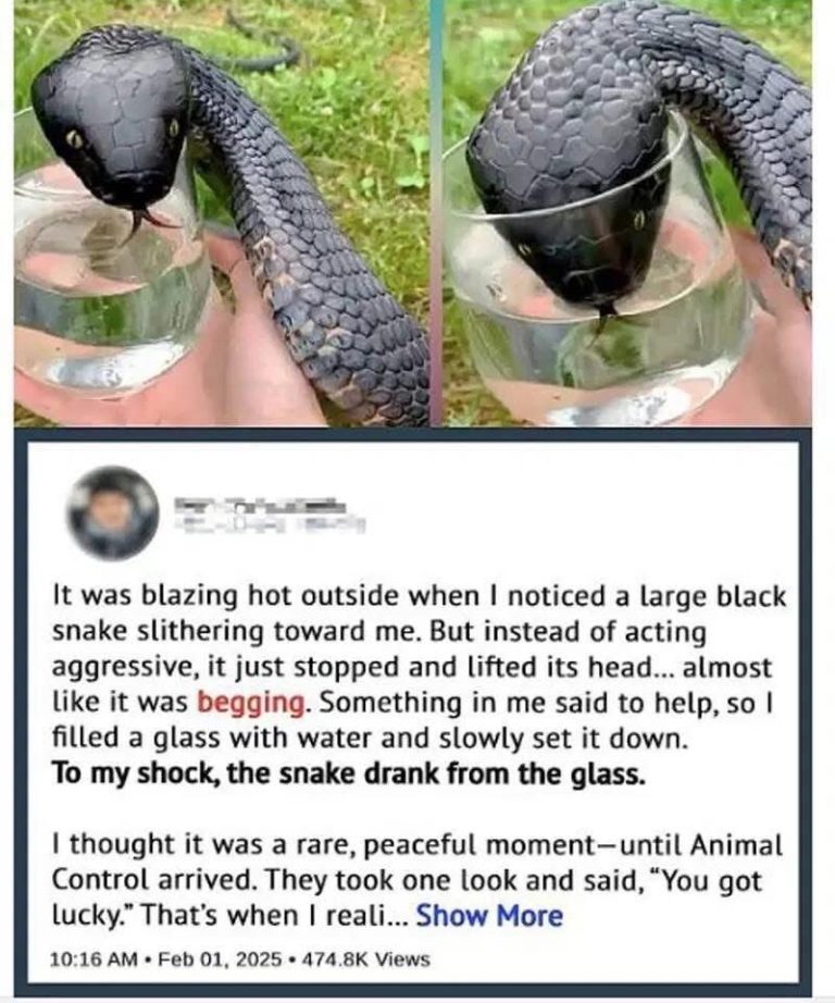 Wild Snake “Begged” Me For Some Water.