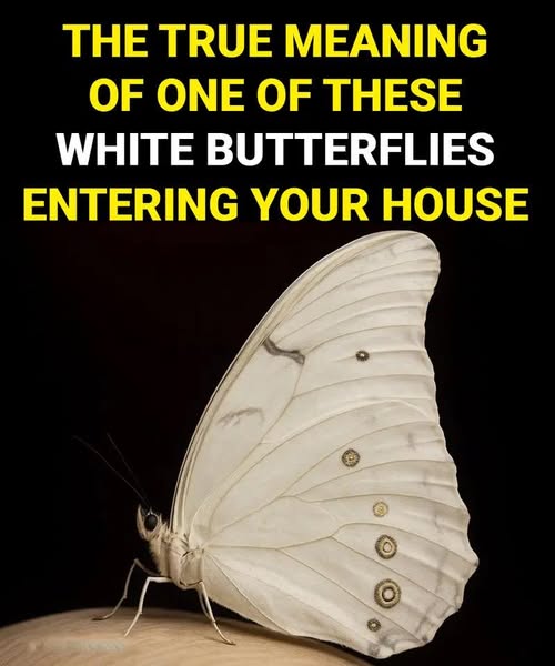 The Spiritual Meaning of White Butterflies