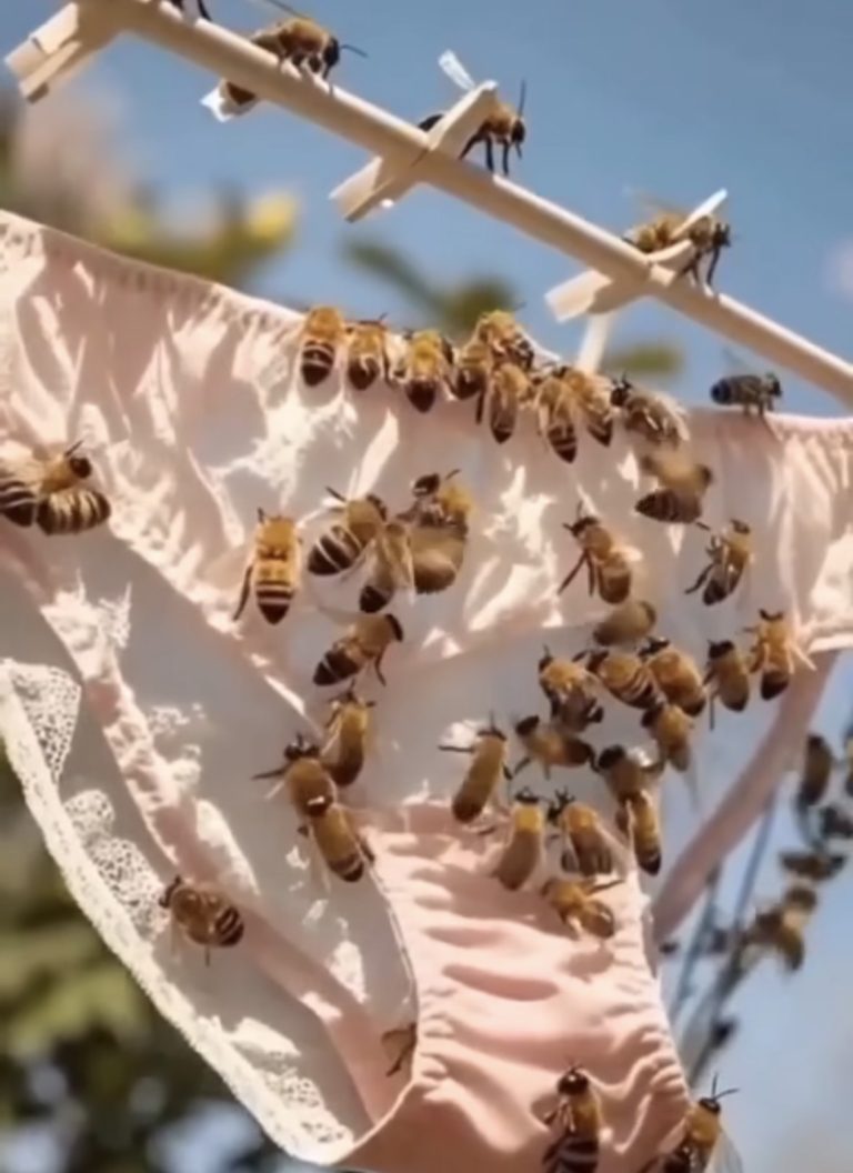 Reasons Bees Are Lured to Outdoor L
