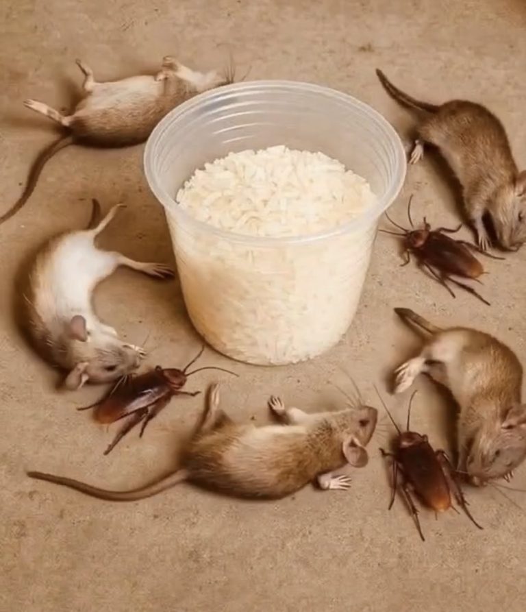 How to get rid of rats