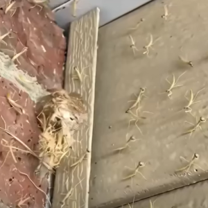 Had a Praying Mantis nest hatch by my front door!