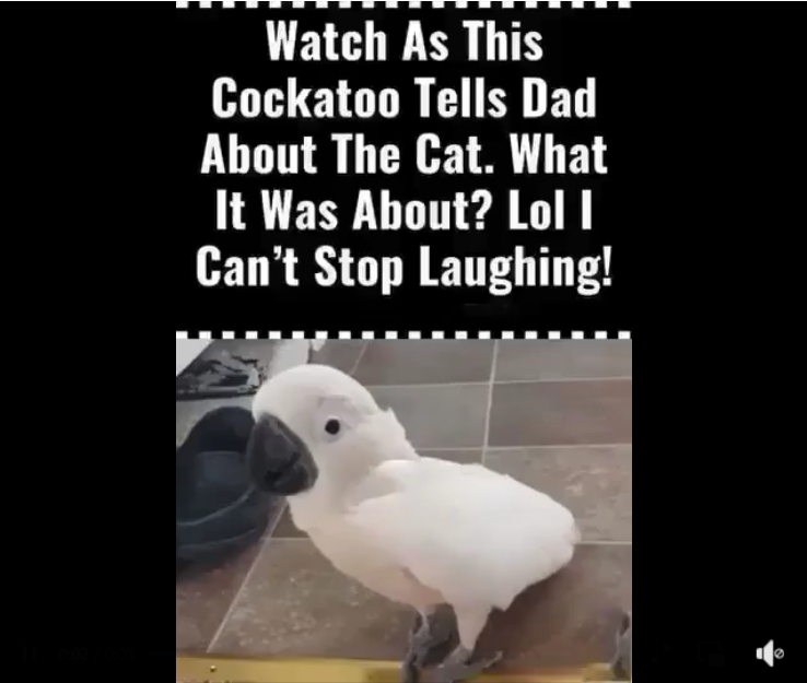 (VIDEO) Cockatoo Snitches on the Cat