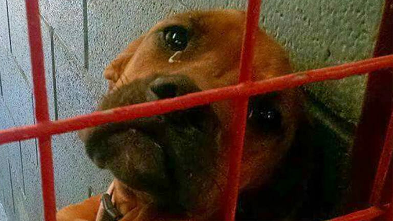 Dog waiting to be adopted ‘cries’ every night
