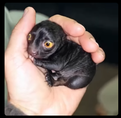 A strange creature from the forest was