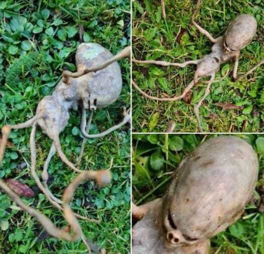 The Internet Rallies to Solve a Garden Mystery —