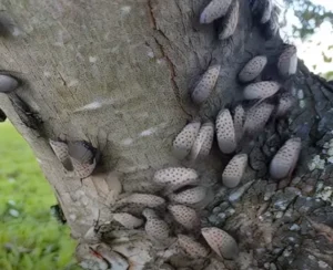 How to Spot and Stop the Spotted