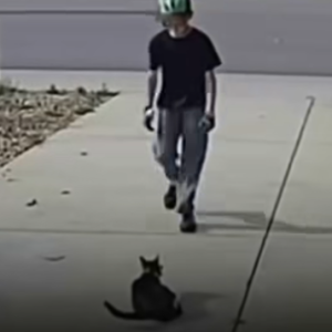 A camera set up for a disabled cat captures ….