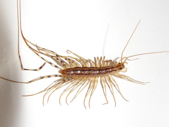 Why you should never kill a house centipede