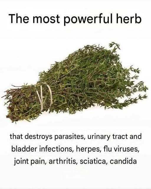 THE MOST POTENT HERB THAT DESTROYS