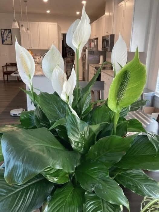 How To Get Your Peace Lily To Flower