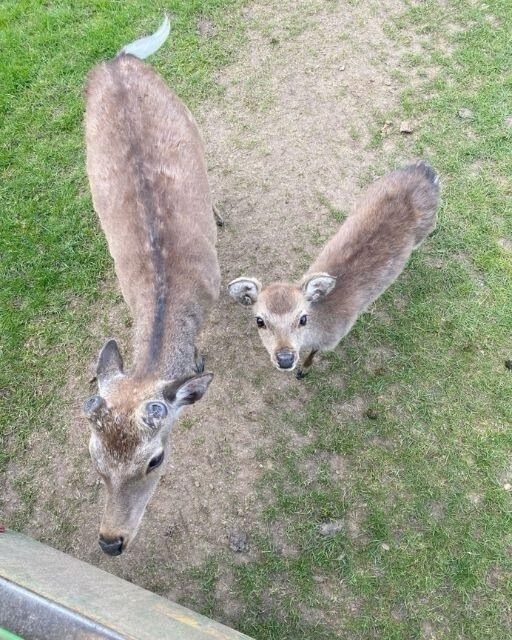 I THOUGHT THEY WERE JUST CURIOUS DEER