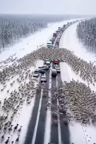 Thousands Of Deer Caused A Holiday Traffic