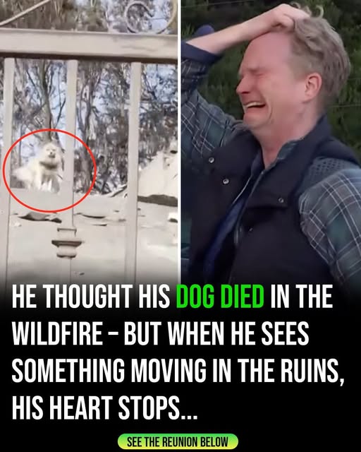 After five days apart, man finds his dog following wildfire