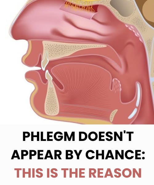 How to maintain a healthy level of phlegm and mucus