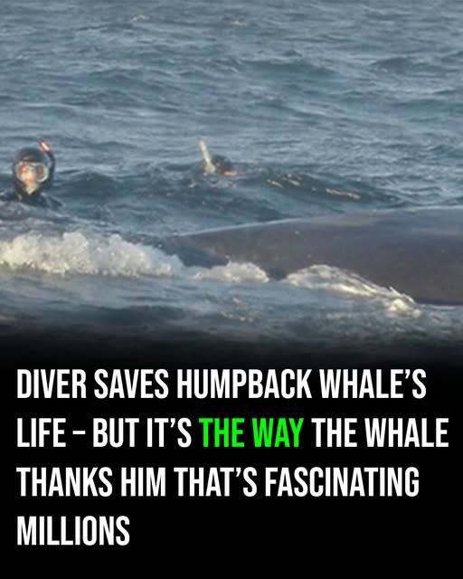 A Diver Saves a Humpback Whale, but What the Whale