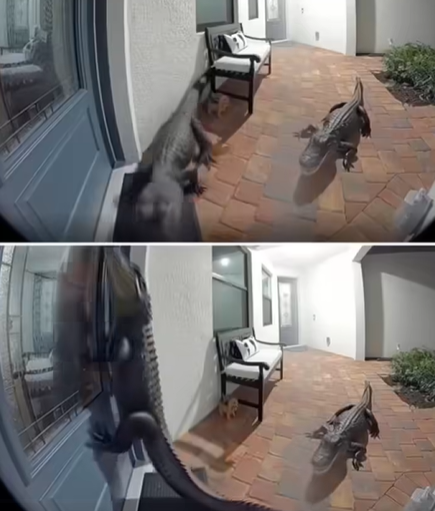 Florida Family Shocked As Two Alligators