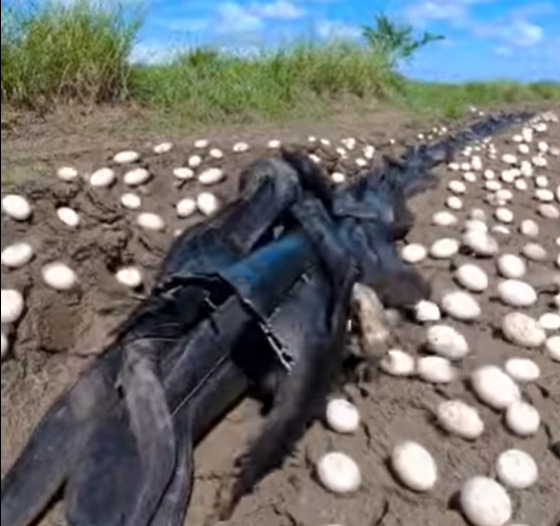A Farmer’s Discovery Amid The Cornfield’s Quiet