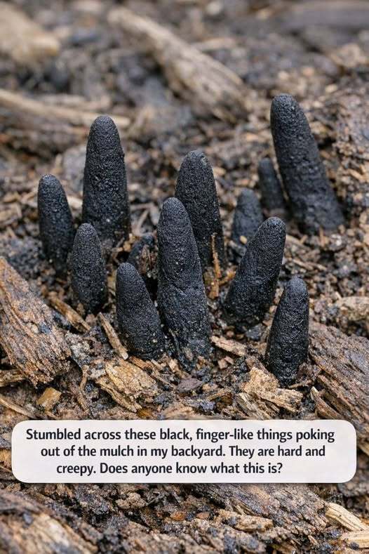 Stumbled across these black, finger-like