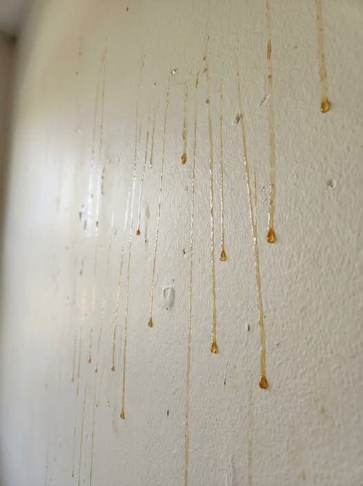 Yellow Stuff Starts Dripping Down Your Bathroom Wal