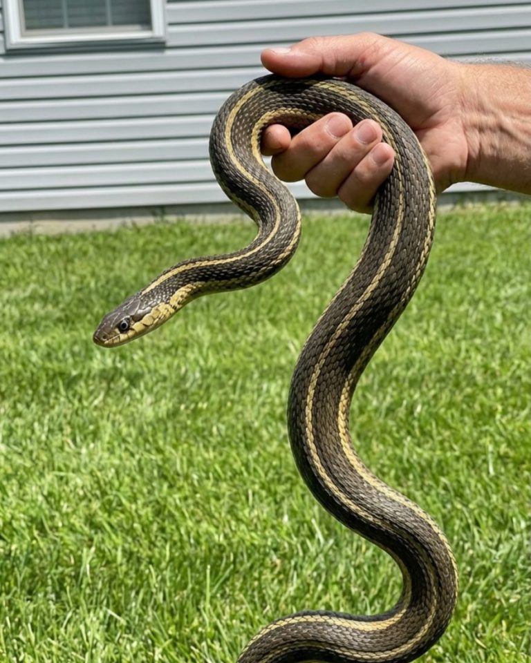 8 Easy Ways To Keep Snakes Away
