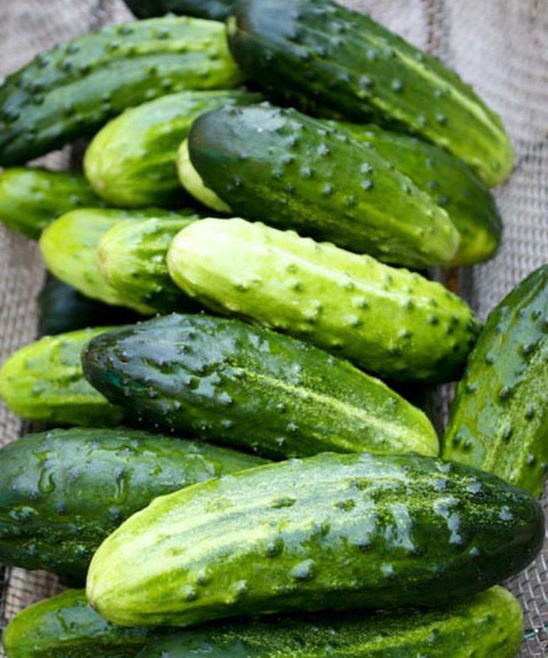 Doctors reveal that eating cucumber in s
