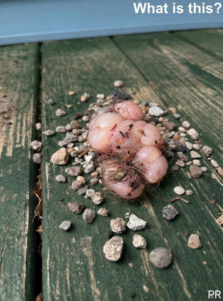 This morning, I stepped out onto the porch