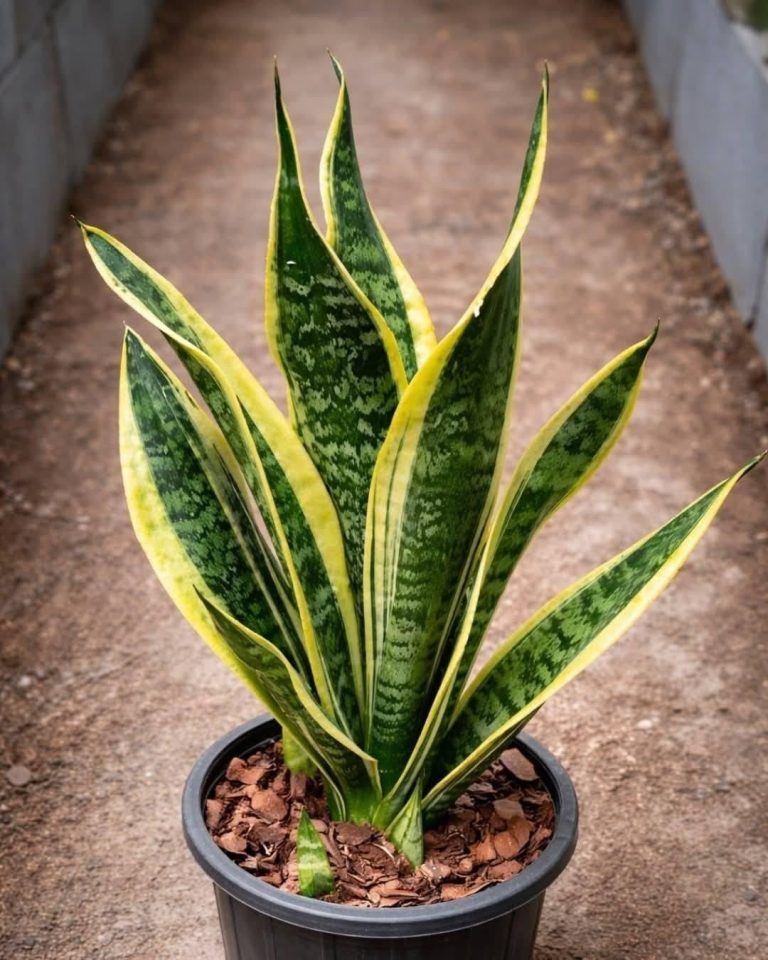 If you have this plant in your hou