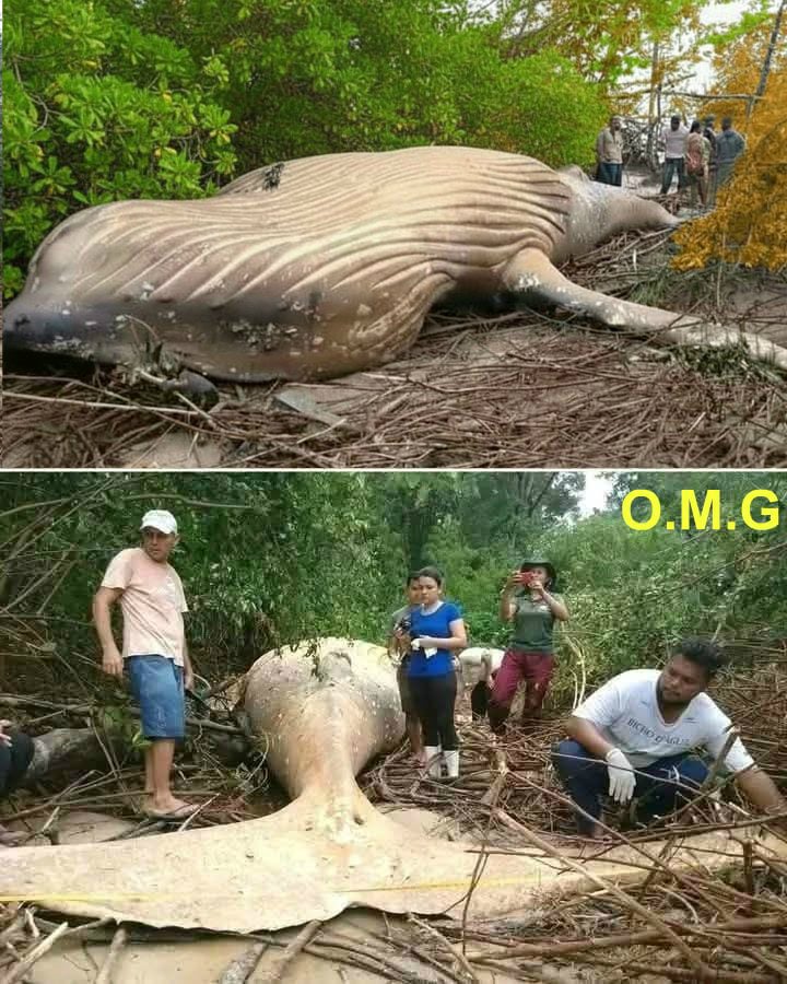The whale was found far fro