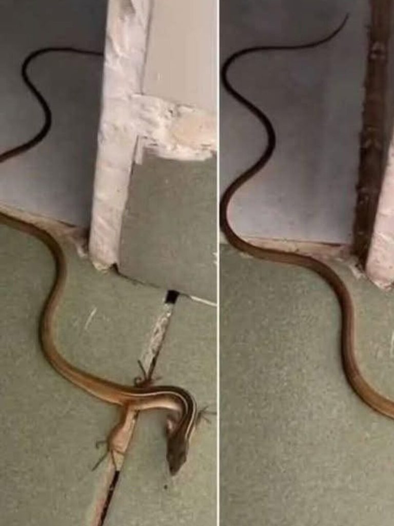 “What to Do If You Find a Snake