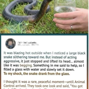 Wild Snake “Begged” Me for Water—But When Anim