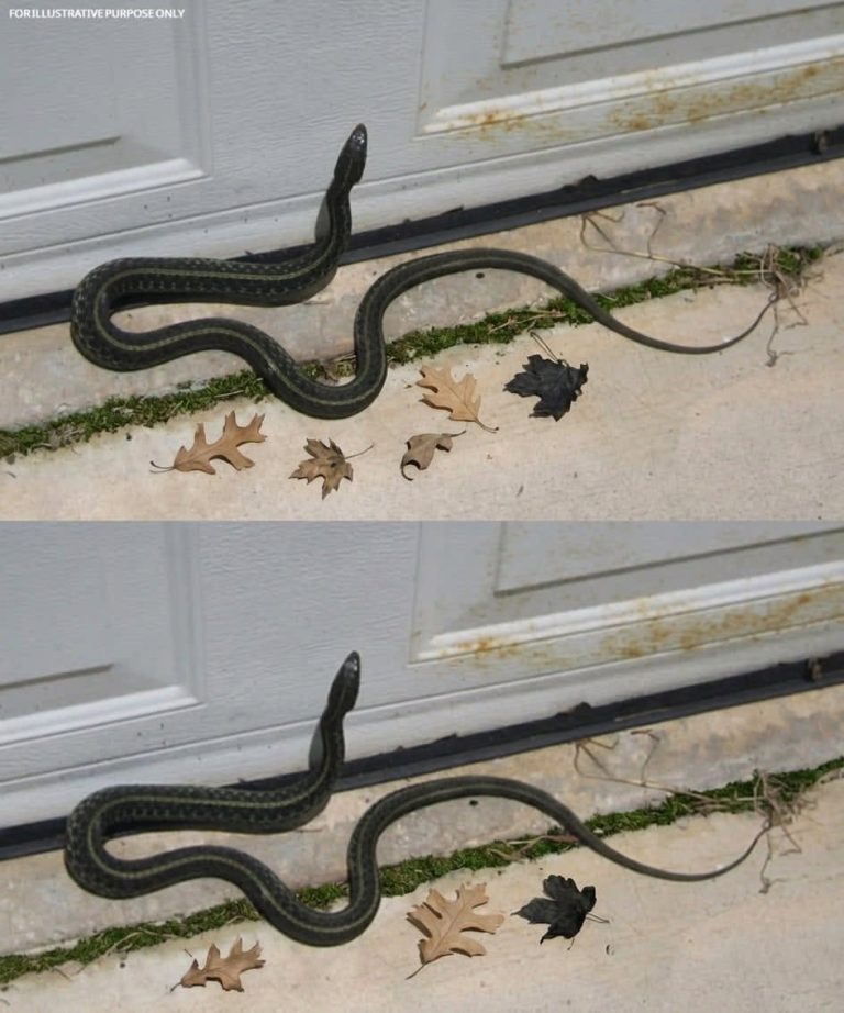 When this snake enters your house, it m