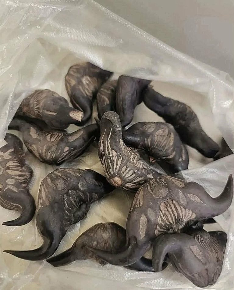 My neighbor gave me a bag of these.anyo