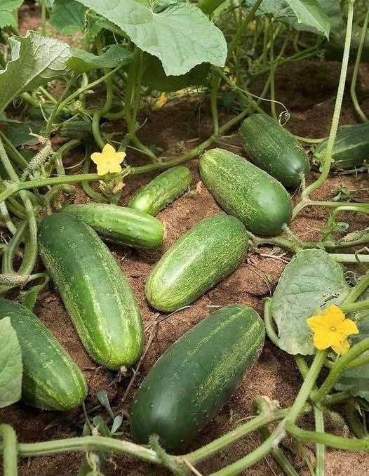 Doctors reveal that eating cucumber in salads